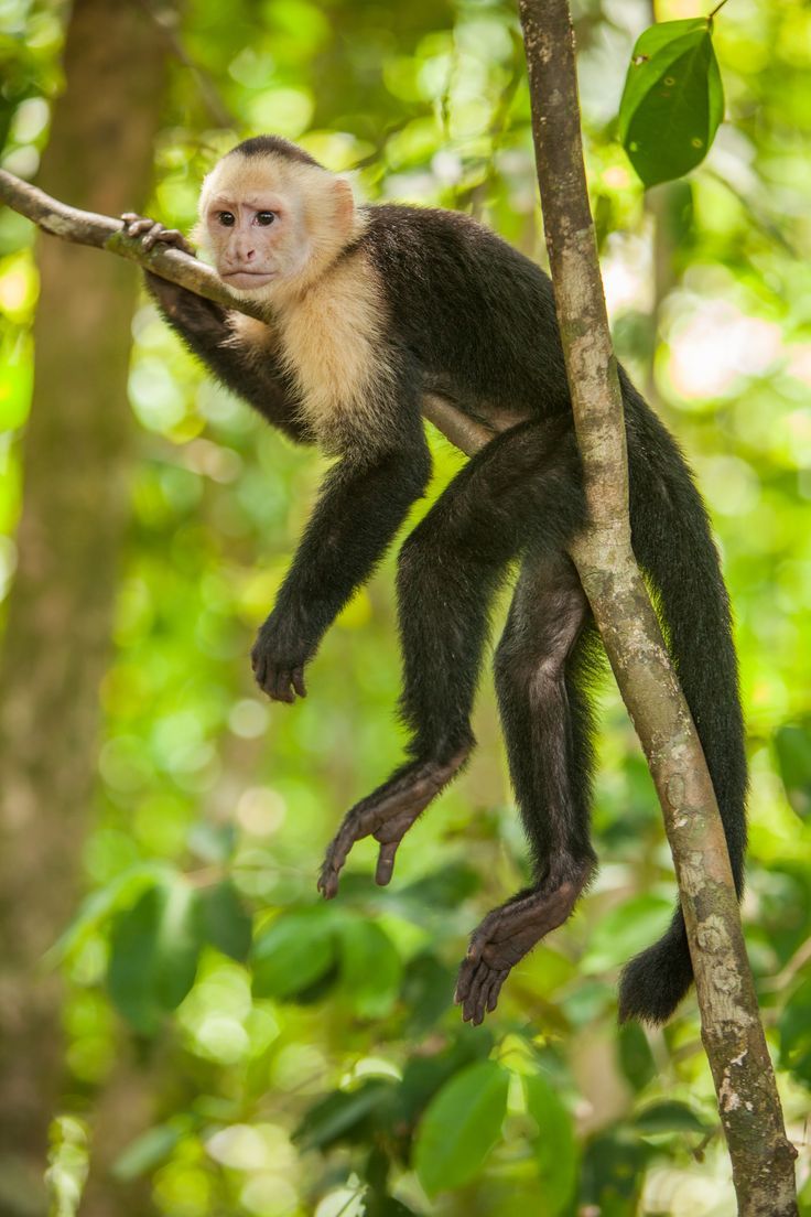 Costa Rica