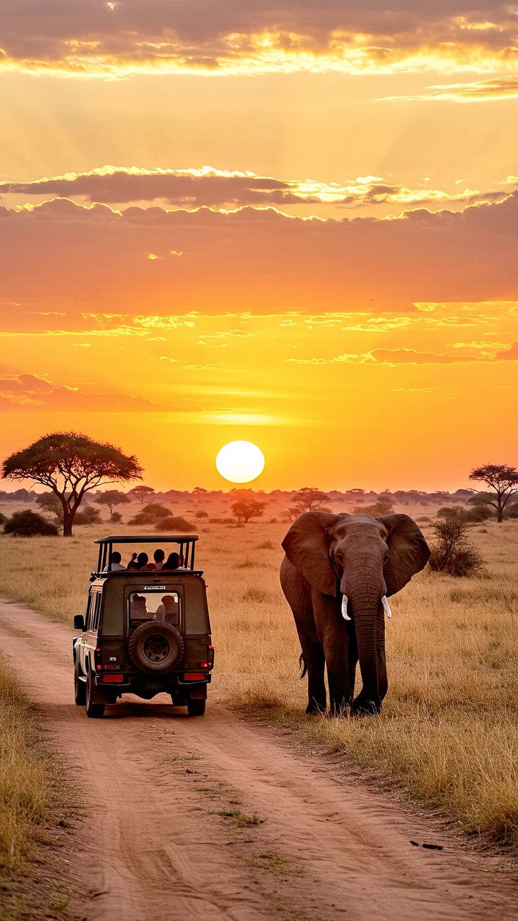 Safari