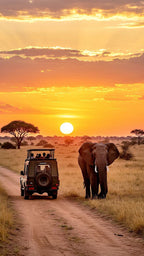 Safari